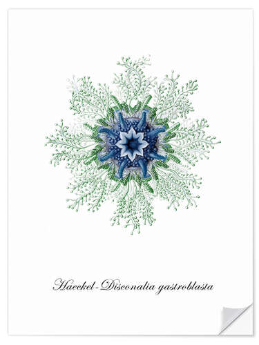 Sticker mural Haeckel-Disconalia gastroblasta