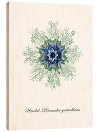 Quadro de madeira Haeckel-Disconalia gastroblasta