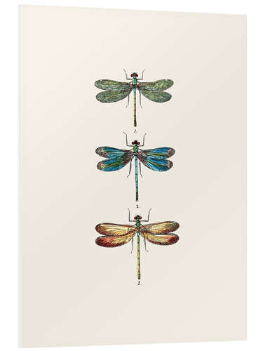 Foam board print Vintage dragonflies