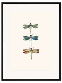 Gerahmter Kunstdruck Vintage-Libellen
