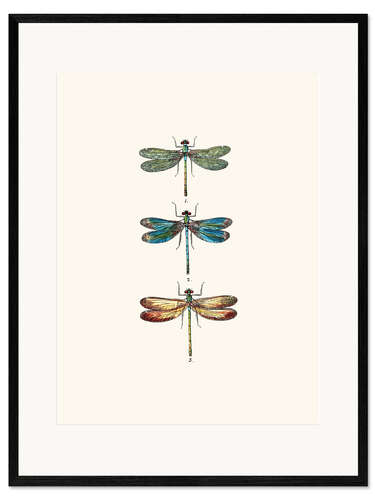 Framed art print Vintage dragonflies