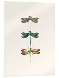 Gallery print Vintage dragonflies