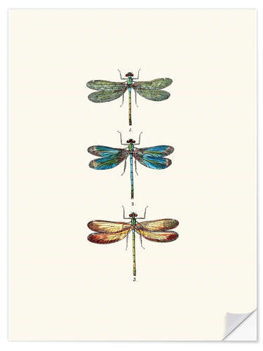 Wall sticker Vintage dragonflies