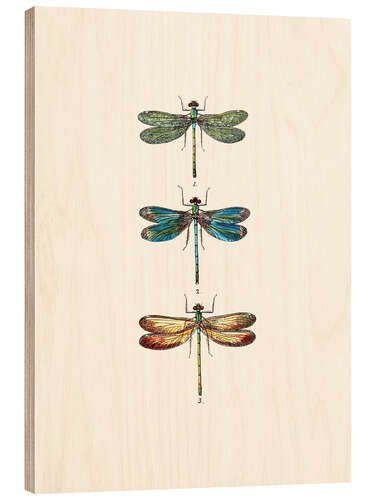 Stampa su legno Vintage dragonflies