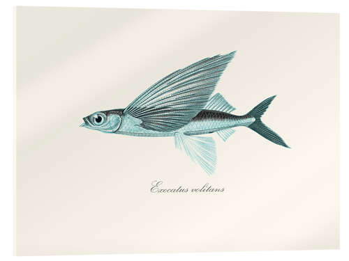 Acrylic print Flying fish