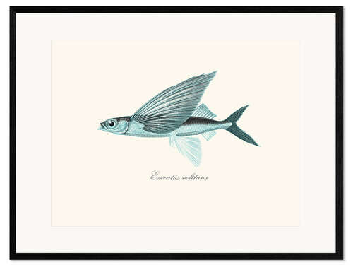 Framed art print Flying fish