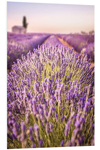 PVC-taulu Lavender field in Provence