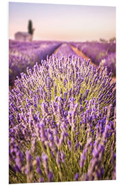 Foam board print Lavender field in Provence