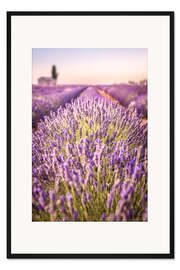 Gerahmter Kunstdruck Lavendelfeld in der Provence