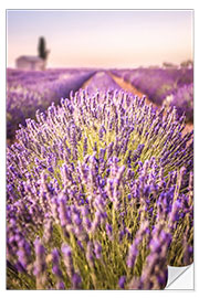 Vinilo para la pared Campo de lavanda en Provenza