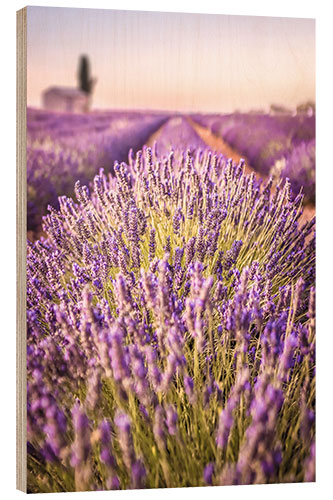 Wood print Lavender field in Provence