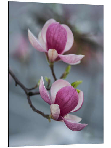 Alubild Blühende Magnolie