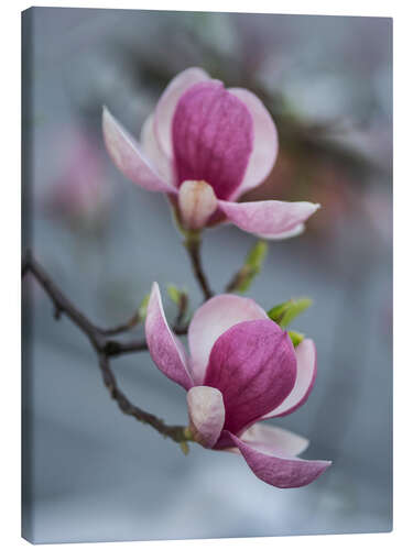 Obraz na płótnie Kwitnąca magnolia