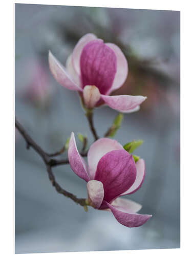 Foam board print Blooming magnolia