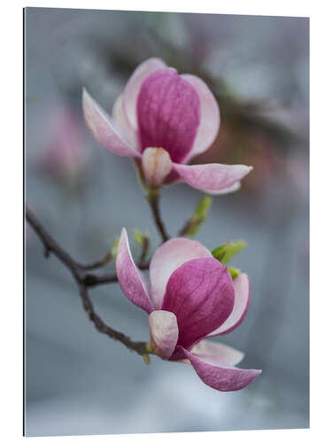 Tableau en plexi-alu Magnolias en fleur