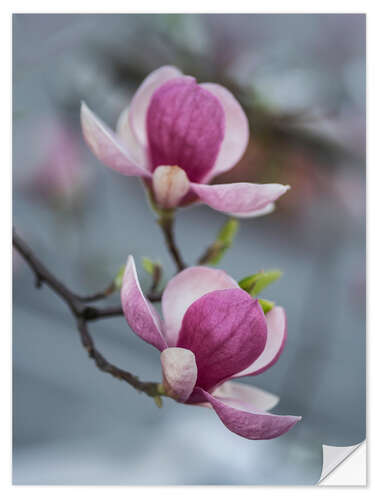 Wall sticker Blooming magnolia