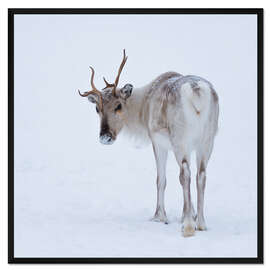 Gerahmter Kunstdruck Rudi