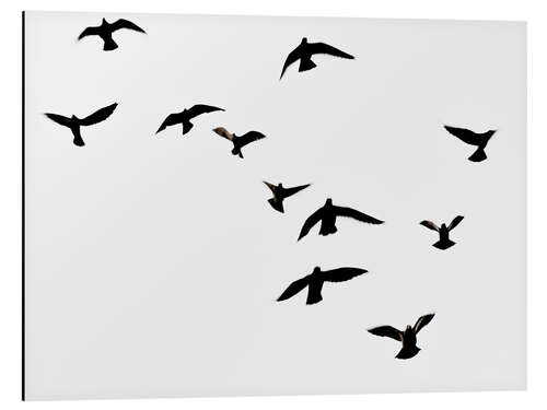 Aluminium print Flock of birds