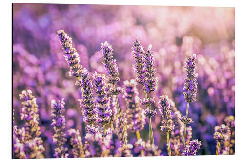 Alubild Lavendel im Abendlicht