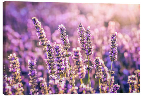 Obraz na płótnie Lavender in the evening light