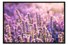 Gerahmter Kunstdruck Lavendel im Abendlicht