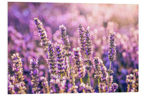 Foam board print Lavender in the evening light