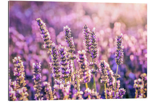 Galleritryck Lavender in the evening light