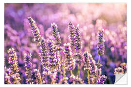 Wall sticker Lavender in the evening light