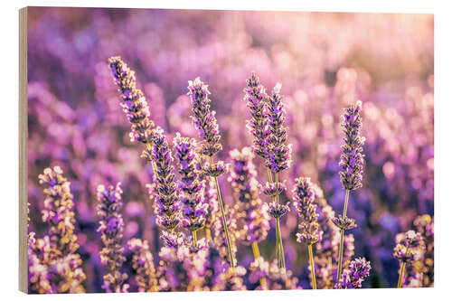 Wood print Lavender in the evening light