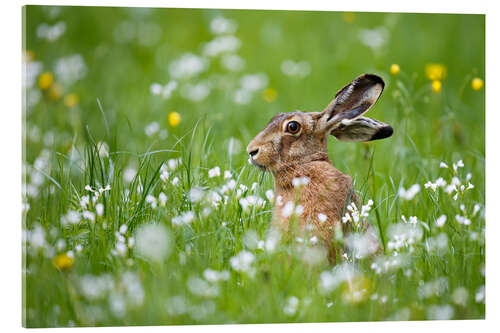 Acrylic print Rabbit in luck