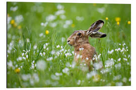 Aluminium print Rabbit in luck