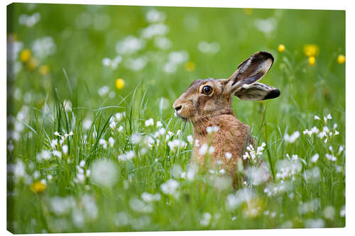 Canvas print Rabbit in luck