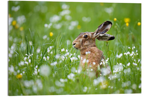 Gallery print Rabbit in luck