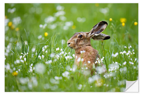 Wandsticker Hase im Glück