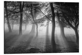 Magnettafel Rotwild im Nebel