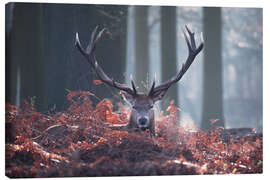 Canvas-taulu  A majestic red deer stag - Alex Saberi