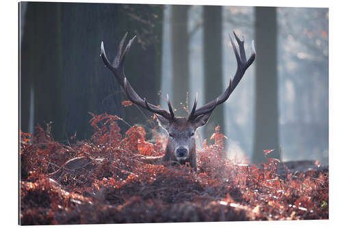 Gallery print A majestic red deer stag