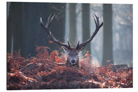 Magnettafel Ein majestätischer Rotwildhirsch