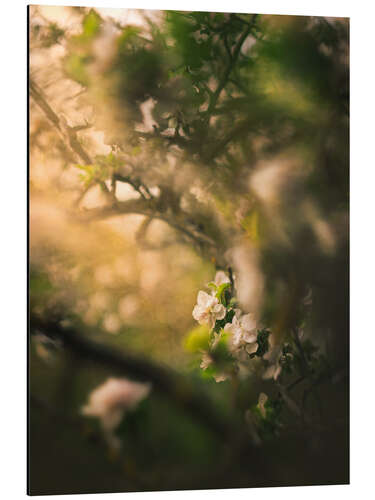 Tableau en aluminium Fleur de pommier dans la lumière du soir