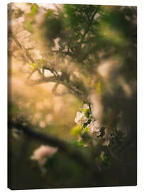 Canvas print Apple blossom in the evening light