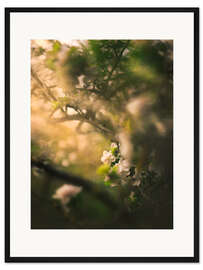 Gerahmter Kunstdruck Apfelblüte im Abendlicht