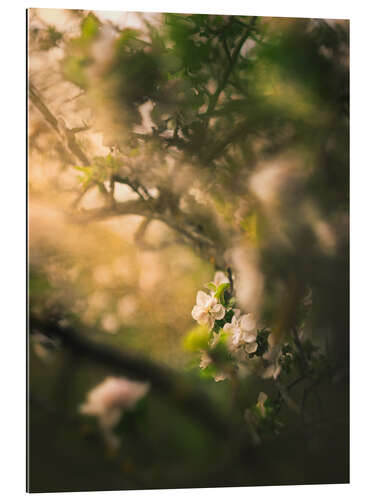 Galleriprint Apple blossom in the evening light