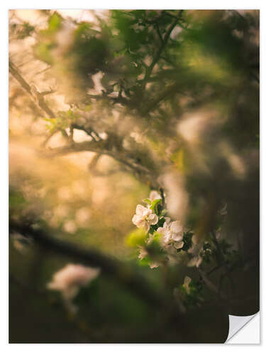 Selvklebende plakat Apple blossom in the evening light