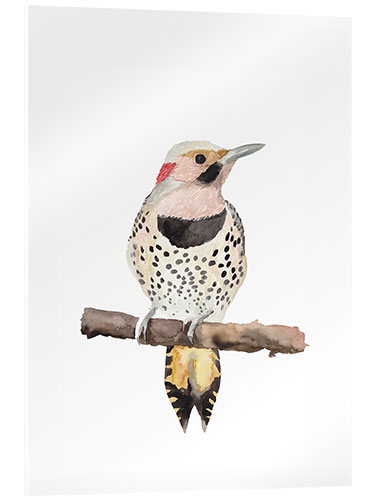Akrylbillede Colaptes auratus