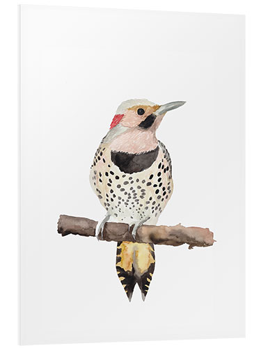 PVC print Colaptes auratus