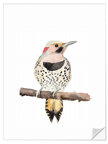 Wall sticker Northern flicker