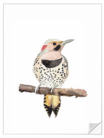 Wall sticker Northern flicker