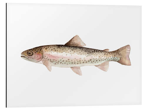 Obraz na aluminium Rainbow trout