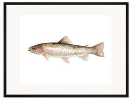Gerahmter Kunstdruck Regenbogenforelle