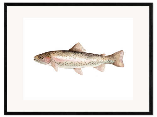 Framed art print Rainbow trout